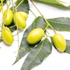 image:imageOrganic Neem Oil for Skin and Hair Need Oil 100 Pure Cold Pressed for Essential Oil Mixing Neem Oils for Plants Neem Cake Massage Oil Neems Spray for Indoor Plants 16 oz4 Fl Oz Pack of 1